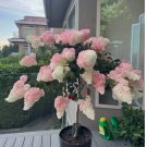 Strawberry Hydrangea Tree 50 Seeds – Pink & White Cone Blooms, Heirloom Flower