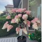 Strawberry Hydrangea Tree 50 Seeds â Pink & White Cone Blooms, Heirloom Flower