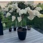 Strawberry Hydrangea Tree 50 Seeds â Pink & White Cone Blooms, Heirloom Flower
