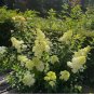 Strawberry Hydrangea Tree 50 Seeds â Pink & White Cone Blooms, Heirloom Flower