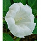 Angle's Trumpet, Datura White Moon Flower, Texas 100+ Seeds, GREAT germination