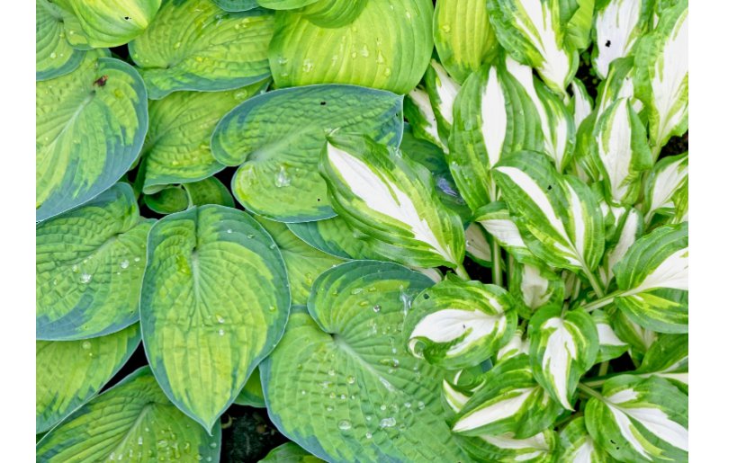100 Hosta mix  seeds large variety, blue, grey, yellow, large, small, variegated