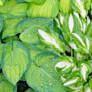 100 Hosta mix  seeds large variety, blue, grey, yellow, large, small, variegated