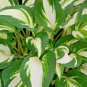 100 Hosta mix  seeds large variety, blue, grey, yellow, large, small, variegated