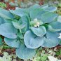 100 Hosta mix  seeds large variety, blue, grey, yellow, large, small, variegated