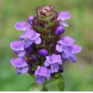 200+ HEAL ALL HERB SEEDS  PRUNELLA VULGARIS Perennial Flower GARDEN