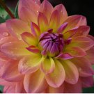 5+ pcs Special Perennial Dahlia Flower Seeds