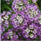 Alyssum, Sweet 1000 Seeds DWARF ROYAL CARPET 4" Ground Cover Perennial Non-GMO