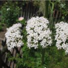300 Valeriana Officinalis Seeds - Valerian Medicinal Plant - Heliotrope