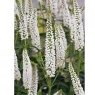 White Veronica 100 Seeds Speedwell Royal Candle Flower Perennial Flowers