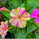 25 BROKEN COLORS FOUR O'CLOCK SEEDS | SALE  NON GMO HEIRLOOM