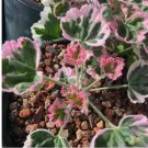 Ice Queen Geranium 25+ Seeds for Garden Planting - USA