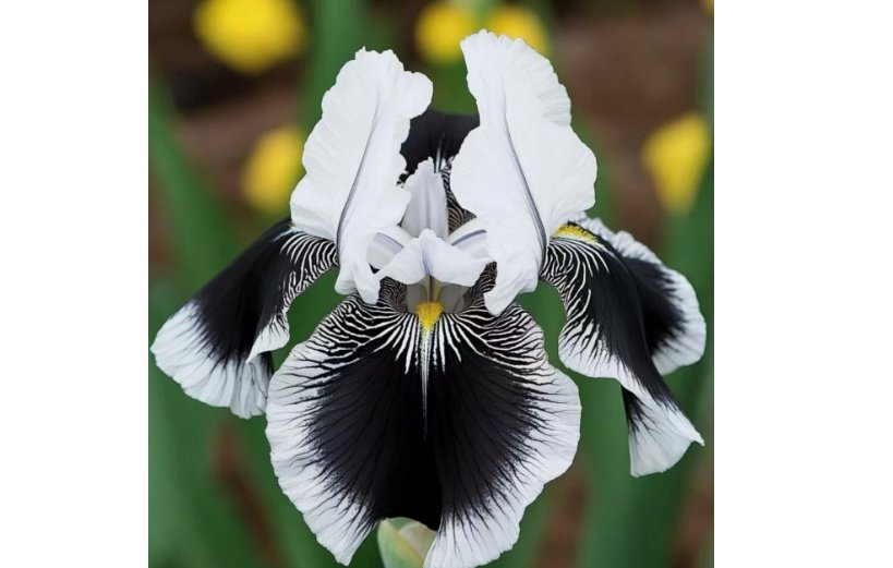 Black & White Iris 35 Seeds Rare Striking Bicolor Perennial Flower for Zones 4-9
