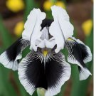 Black & White Iris 35 Seeds Rare Striking Bicolor Perennial Flower for Zones 4-9