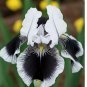 Black & White Iris 35 Seeds Rare Striking Bicolor Perennial Flower for Zones 4-9