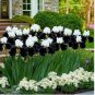 Black & White Iris 35 Seeds Rare Striking Bicolor Perennial Flower for Zones 4-9
