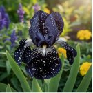 Midnight Galaxy Bearded Iris 45 Seeds – Deep Black Star-Spotted Blooms