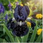 Midnight Galaxy Bearded Iris 45 Seeds – Deep Black Star-Spotted Blooms