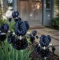 Midnight Galaxy Bearded Iris 45 Seeds – Deep Black Star-Spotted Blooms