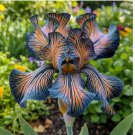 Rare Blue Veined Iris 50 Seeds – Exotic Patterned Blooms for Home Gardens