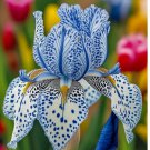 100 Iris Seeds Stardust Snow Much Less Money Than Bulbs
