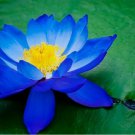 Bright Blue Lotus 5 Seeds Nelumbo nucifera Flowering Blooms Hardy Tropical
