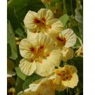 Nasturtium - Peach Melba, 50 Seeds Per Packet, Non-GMO