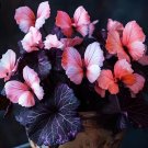 Heirloom Pink Butterfly Coleus 50 Seeds – Rare Ornamental Foliage Plant – Vibran