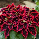 Kong Red Coleus 25 Seeds for Garden Planting - USA