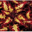 Red Yellow Coleus 25 Seeds for Garden Planting - USA