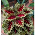 Dragons Blood Coleus 25 Seeds for Garden Planting - USA