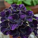 Amethyst Coleus 25 Seeds for Garden Planting - USA