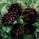 Peony Poppy Double Purple/Black - 100 Heirloom Seeds -Gothic - Paeoniflorum