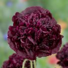 Poppy DOUBLE BLACK Peony Shaped Flowers Huge Pods Reseeds USA Non-GMO 500 Seeds