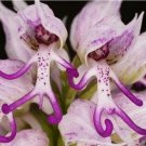 Italian man orchid seeds Orchids italica Poir. seeds 50Pcs