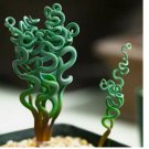 15+ SUCCULENT Seeds Living Stones Flower Succulent Cactus Rare Succulent seeds
