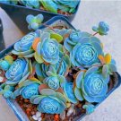 Blue Succulents Witchford Lithops Seeds, 100pcs/pack, Cactus Seeds Blue Succulents Witchford Lithops Seeds, 100pcs/pack, Cactus Seeds