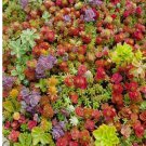 MIXED SEDUM 100 SEEDS - Stonecrop beautiful Succulent groundcover USA