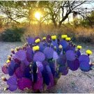 Purple Cactus 10 Seeds (Opuntia Santa Rita) Prickly Pear Fruit Rare Fast Hardy-7