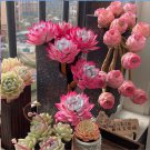 Mixed Colorful Succulents Witchford Lithops Seeds Garden plant 100pcs