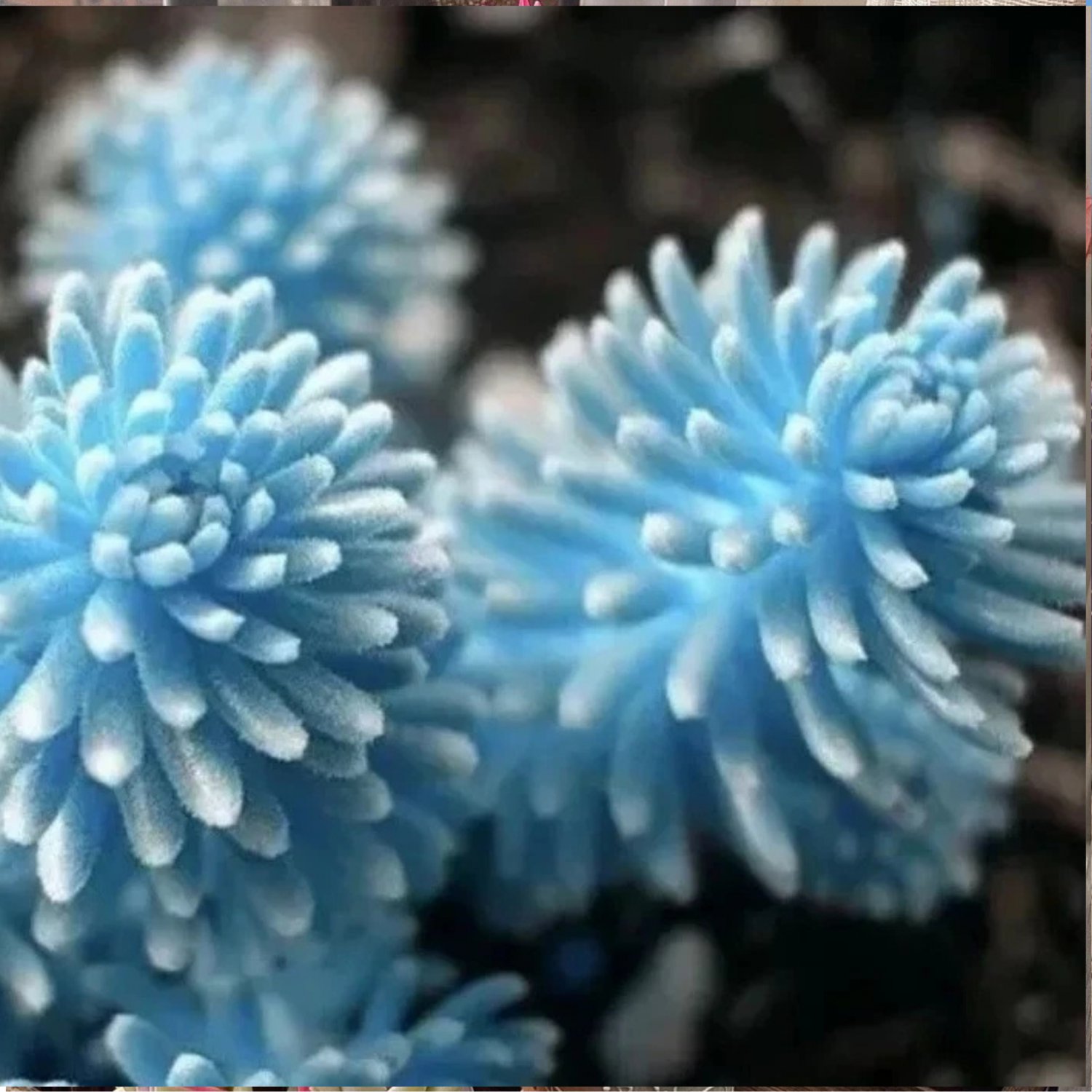 Rare Succulent Lithop Seeds 100PCs/Pack