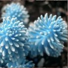 Rare Succulent Lithop Seeds 100PCs/Pack