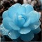 Rare Succulent Lithop Seeds 100PCs/Pack
