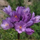 Wild Hyacinth 20 Seeds (Dipterostemon capitatus)