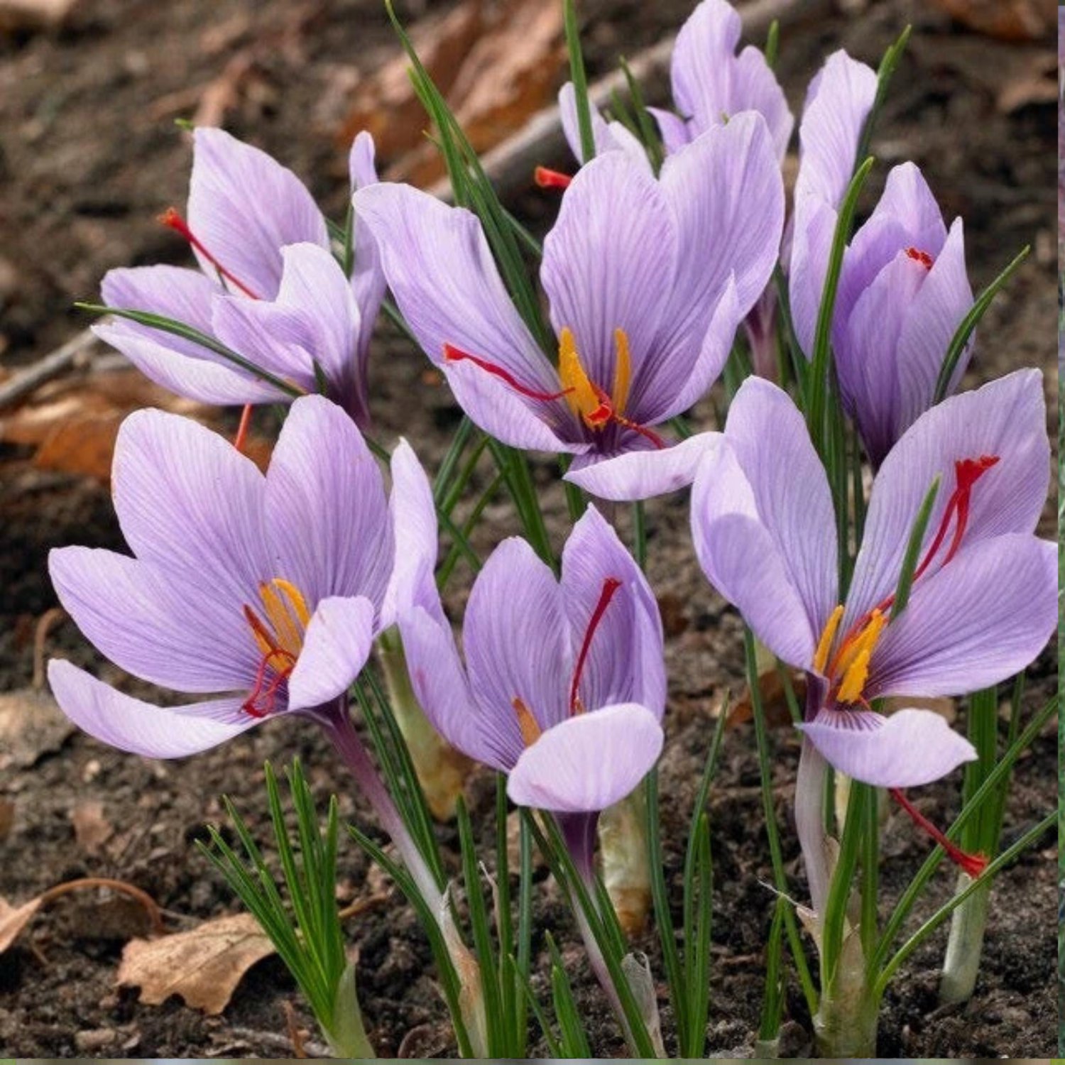 Saffron Autumn Crocus (Crocus sativus)   Fall-Blooming Purple Beauty - 50 Seeds