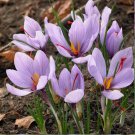 Saffron Autumn Crocus (Crocus sativus)   Fall-Blooming Purple Beauty - 50 Seeds