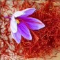 Saffron Autumn Crocus (Crocus sativus)   Fall-Blooming Purple Beauty - 50 Seeds