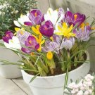 EXOTIC RARE CROCUS 20 SEEDS for garden flower beds plant bush USA SELLER