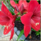 40+ Amaryllis seeds..95% germination