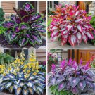 160+ HOSTA SEEDS – PERENNIAL OUTDOOR SHADE GARDEN PLANTING SEEDS – ORNAMENTAL